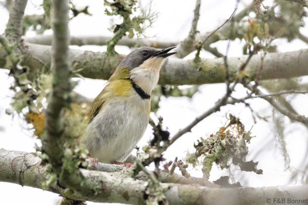 Rudd's Apalis - South Africa - Tembe - 2026