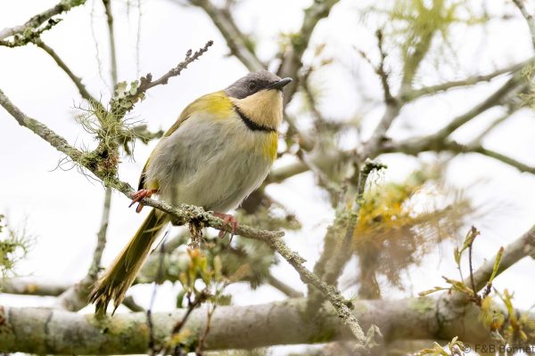 Rudd's Apalis - South Africa - Tembe - 2026