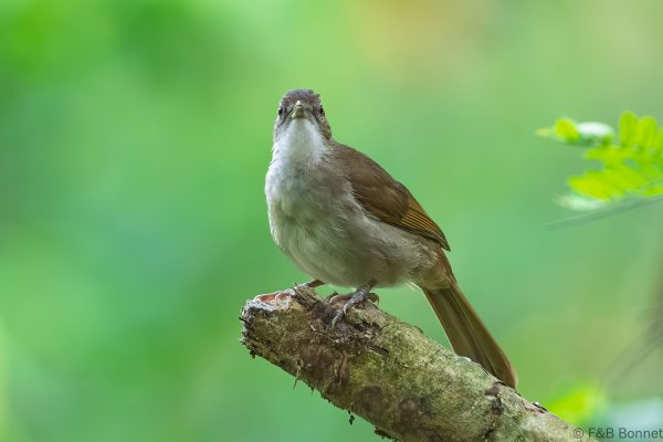 Terrestrial Brownbul - South Africa - Santa Lucia - 2026