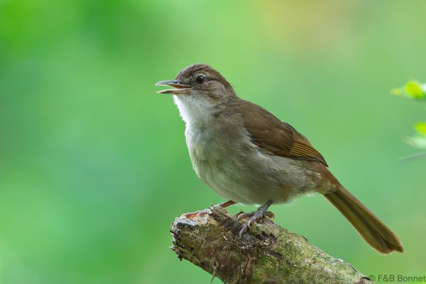 Terrestrial Brownbul - South Africa - Santa Lucia - 2026