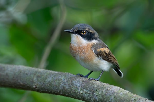 Woodwards' Batis ♀ - South Africa - Santa Lucia - 2026