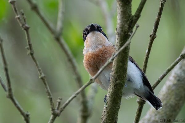 Woodwards' Batis ♀ - South Africa - Santa Lucia - 2026